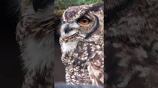 CLOSEUP ON AN AFRICAN SPOTTED EAGLE OWL [upl. by Aylmar]