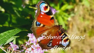 Schmetterlinge Schmetterlingsbaum Schmetterlingsflieder Sommerflieder [upl. by Htebaras]