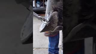 Horse ferrier￼ Horse Farrier Oman english horse 2 million views [upl. by Heida]