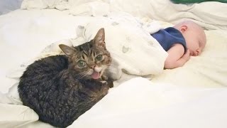 Rambunctious BUB [upl. by Pals]