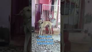 Kumbakonam Vicky pets [upl. by Buchbinder]