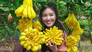 Harvest Giant BUDDHAs HAND Fruits  The Miraculous Healing Uses of BUDDHAs HAND  Ngat BUI [upl. by Ihab]