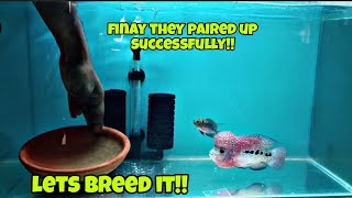 FINALLY FLOWERHORN BREEDING SETUP😍  FLOWERHORN PAIRING UPDATE [upl. by Llehsim]