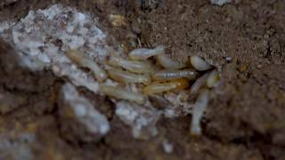 Australian termites [upl. by Sorgalim]