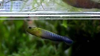 Pseudochromis cyanotaenia  Blue Bar Dottyback Pair [upl. by Worthy]