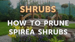 How to Prune Spirea Shrubs [upl. by Falk]