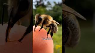 WHY Do Bees DIE After Stinging 🐝 shorts [upl. by Yrtsed]