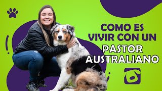 🤩 ¿Cómo es VIVIR con un AUSSIE o PASTOR OVEJERO AUSTRALIANO  🤩 [upl. by Ines]