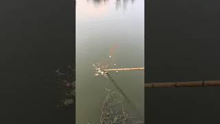 Fishing net  Using watermelon as bait to catch fish  Outdoor fishing fishing shortsviral [upl. by Allimak]