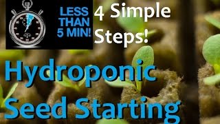 How to Start Seeds For Hydroponics in 5 minutes and 4 EZ Steps [upl. by Hassadah]