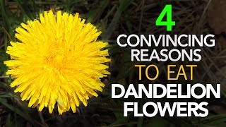 Is The Healthiest Part Of Dandelion Its Flower [upl. by Zeena414]