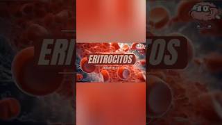 Los eritrocitosGlóbulos rojos [upl. by Reniar]