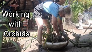 Gardening Replanting Orchids into Bark  PotContainer Gardening [upl. by Hunfredo585]