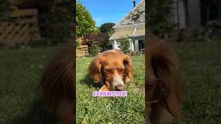 Giving My Dog Glastonbury Festival shortsvideo shorts glastonbury [upl. by Inva]