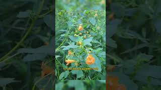 The Exploding Jewelweed Natures TouchSensitive Plant [upl. by Yeltrab127]