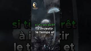 Chercher largent avec prudence foryou motivation shorts fyp viral france youtubeshorts [upl. by Helfand]