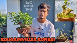 Bougainville Bonsai Movement  Bonsai Tree  Sani Bonsai Zone bonsai garden [upl. by Heidi]