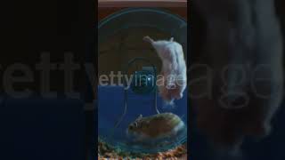 Animali ripresi mentre fanno cose divertenti 😂 Pt9 criceto ruota funny [upl. by Anivel]