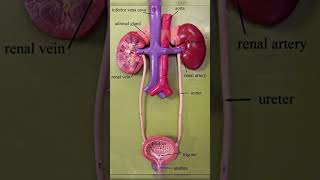 excretory system science important fact  ntpc railway rpf ssc upsc exam rrbs importanttopics gk [upl. by Leinaj]