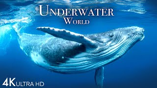 Underwater World 4K  Incredible Colorful Ocean Life  Marine Life  Scenic Relaxation Film [upl. by Karp]