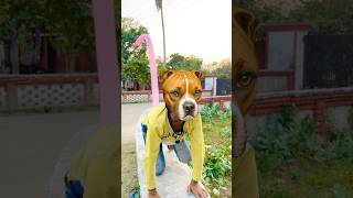 Dog 🐶 Subki help krte h 😂 funny youtubeshorts shorts comedy shortfeed trending tr2world [upl. by Reffotsirhc]