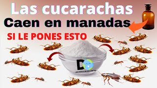 Pon Esto en Tu casa 1 hora después NO verás mas Cucarachas  Insecticida casero [upl. by Anawal]