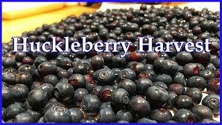 Huckleberry Harvest [upl. by Yrolam]