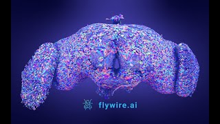 The FlyWire Connectome [upl. by Finnie]