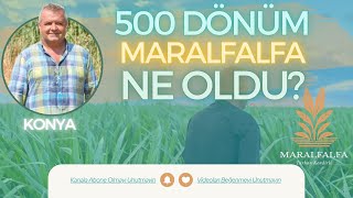 500 DÖNÜM MARALFALFA NE OLDU  KONYA  MARALFALFA TURHAN KENDİRLİ [upl. by Keriann]