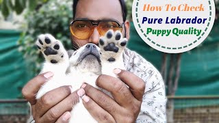 How to Check Pure Labrador Puppy  Lab pure hai ya Mix kaise pata lagaye [upl. by Pascale]