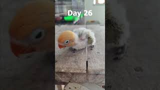 Growth stages 142 Days birdsinfo0007 budgiecick parblueino blueopaline birds youtuber [upl. by Astrea]