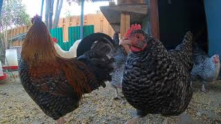 Backyard Chickens Coming Out Of The Coop In The Morning Roosters Crowing Hens Clucking [upl. by Melliw]