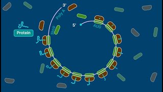 Polyribosome [upl. by Serle]