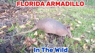 ARMADILLO OUT IN NATURE tatu [upl. by Tyson]