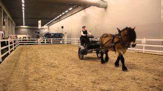 Kristine Fransson amp ardennerhingsten Respekt på Friends Arena 2014 [upl. by Sabba184]