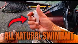 A SwimBait that will Consistently Catch Fish  All Natural [upl. by Mckenna]