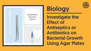 Effect of Antiseptics or Antibiotics on Bacterial Growth  GCSE Biology [upl. by Gabbey]