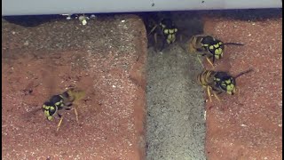 Wasp Nest Above My Head [upl. by Ahsinrats926]