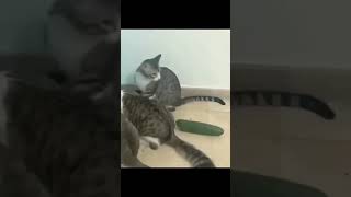 Gatos VS Pepinos [upl. by Shedd386]