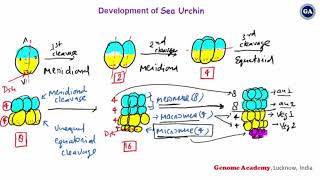 Development of Sea Urchin  Part 2  CSIR  GATE  IITJAM  Life Sciences  Biotechnology [upl. by Acinod]