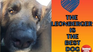 THE LEONBERGER IS THE BEST DOG [upl. by Nodnyl640]