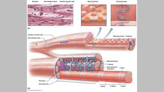 Cardio Part 3 Cardiomyocytes [upl. by Michaud]