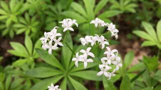 Lievevrouwebedstro Galium odoratum syn Asperula odorata  20180510 [upl. by Hoopes372]