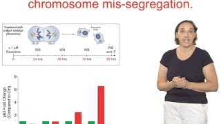 Angelika Amon MIT and HHMI Part 2 Effects of Aneuploidy on Cell Physiology [upl. by Alehcim35]