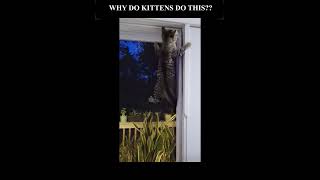 Kitten climbing screen door Why do they do this [upl. by Medrek331]