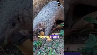 Pangolin Rescued A Fight for Survival animals wildlifekingdompangolins [upl. by Anstice346]