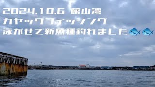 2024年10月6日 館山湾 カヤックフィッシング 小アジの泳がせ釣りをしたらなんと、新魚種2種類釣れました！！ [upl. by Judon13]