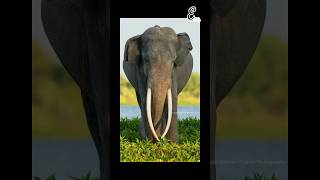 එයා එලියට ඇවිල්ලා😄 මාදුරු ඔය මහා ඇතු maduru oya elephant wildlife wildanimals viralvideoshorts [upl. by Carli]