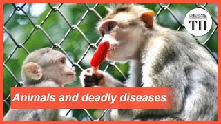 All about Zoonotic Diseases [upl. by Ardolino]