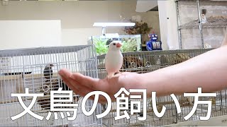 文鳥の飼い方 [upl. by Ayot324]